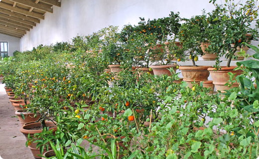 Special openings of the Limonaia in the Boboli Gardens