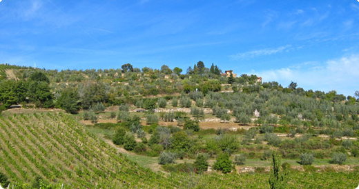 Sting invites you to pick olives and grapes in his estate, on payment