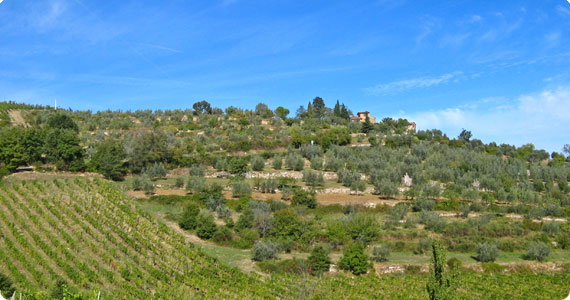 Sting invites you to pick olives and grapes in his estate, on payment
