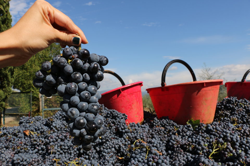 Wine Harvest & Tastings at the Malenchini Wine Estate