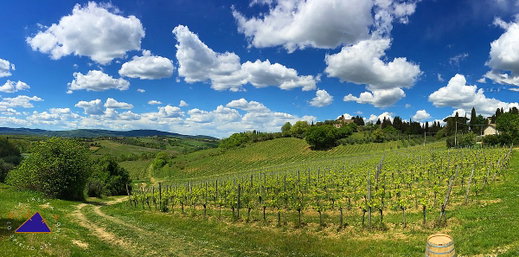 Summer Wine Tours & Tastings in Tuscany