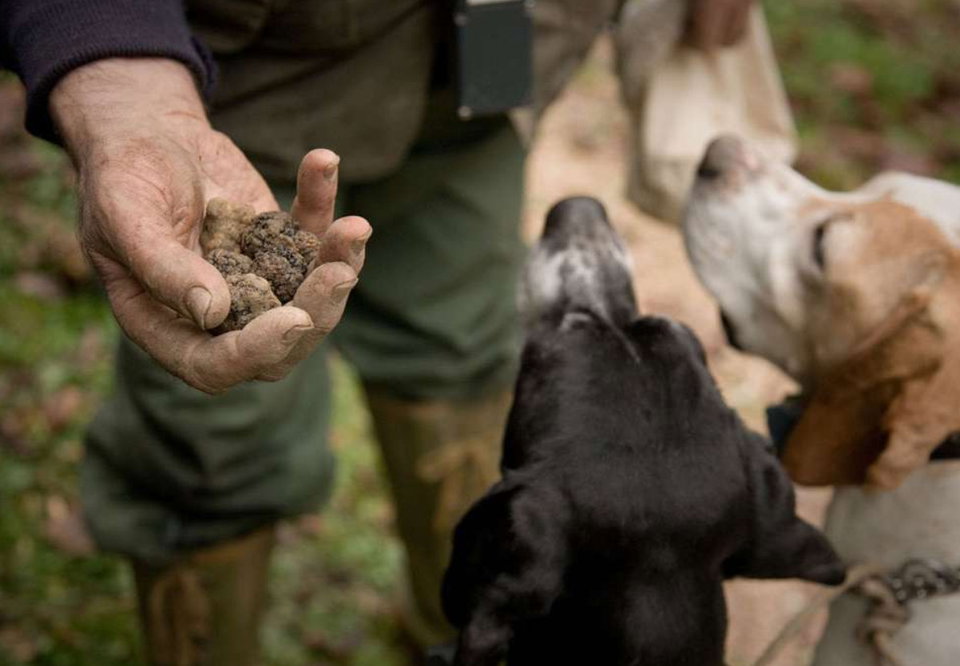 Enjoy Fall in Tuscany with Wine & Truffles