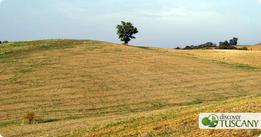 Discovering the hills of Maremma