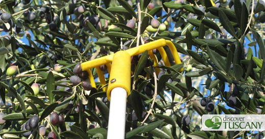 Tuscan Olive Oil
