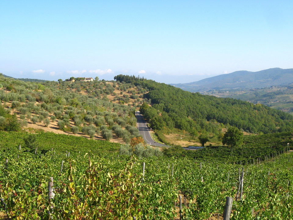 Wine Tasting & the Vineyards of Arezzo