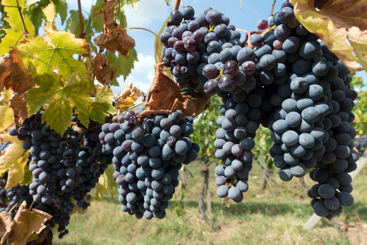 Private Chianti Wine Tour