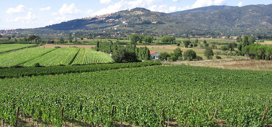 Cortona: Vineyard Fabrizio Dionisio