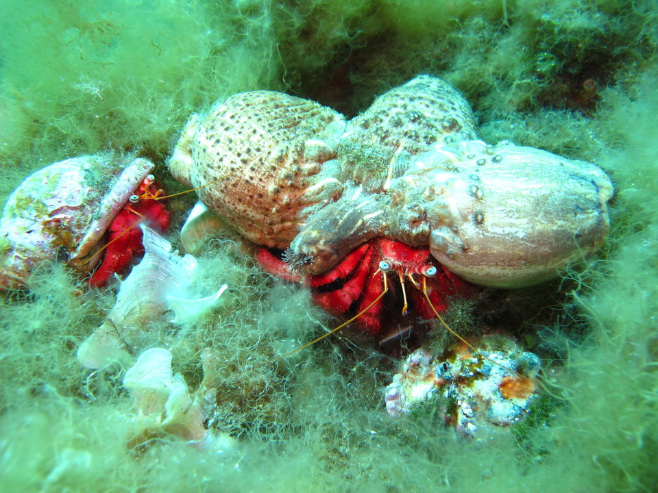 The magic of snorkeling in Elba