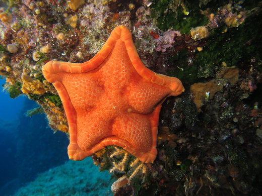 The magic of snorkeling in Elba