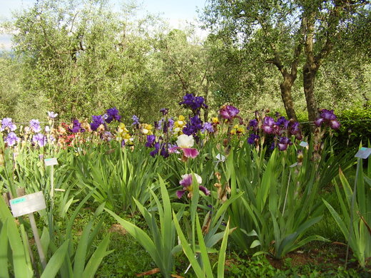 Events in May in Florence
