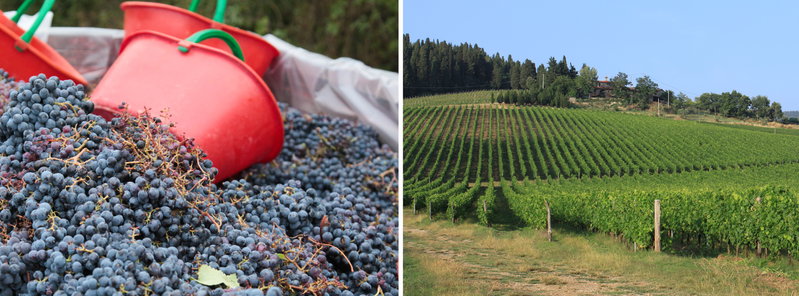 Events in Greve in Chianti for September 2019 :: Discover Tuscany Events Calendar