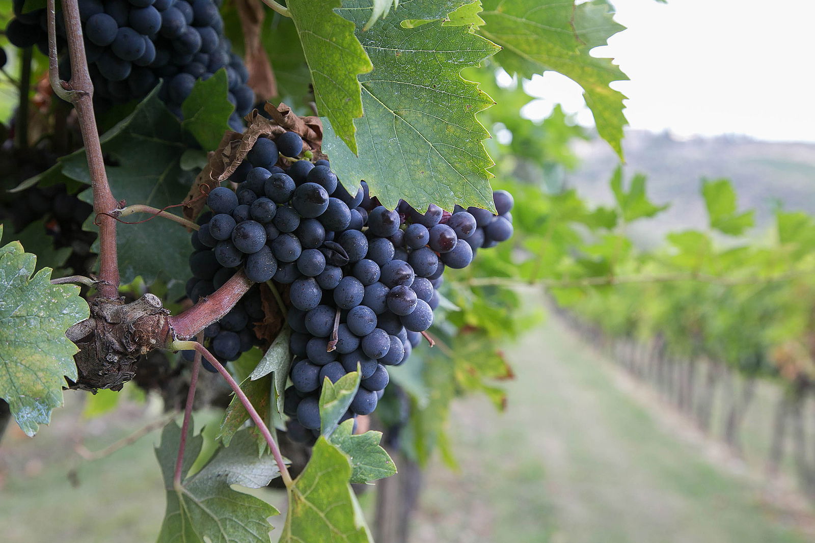 Top 5 Fall Activities:  Grape Harvest