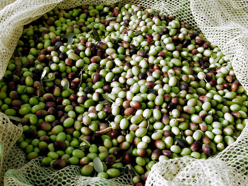 Top 5 Fall Activities: Olive Harvest