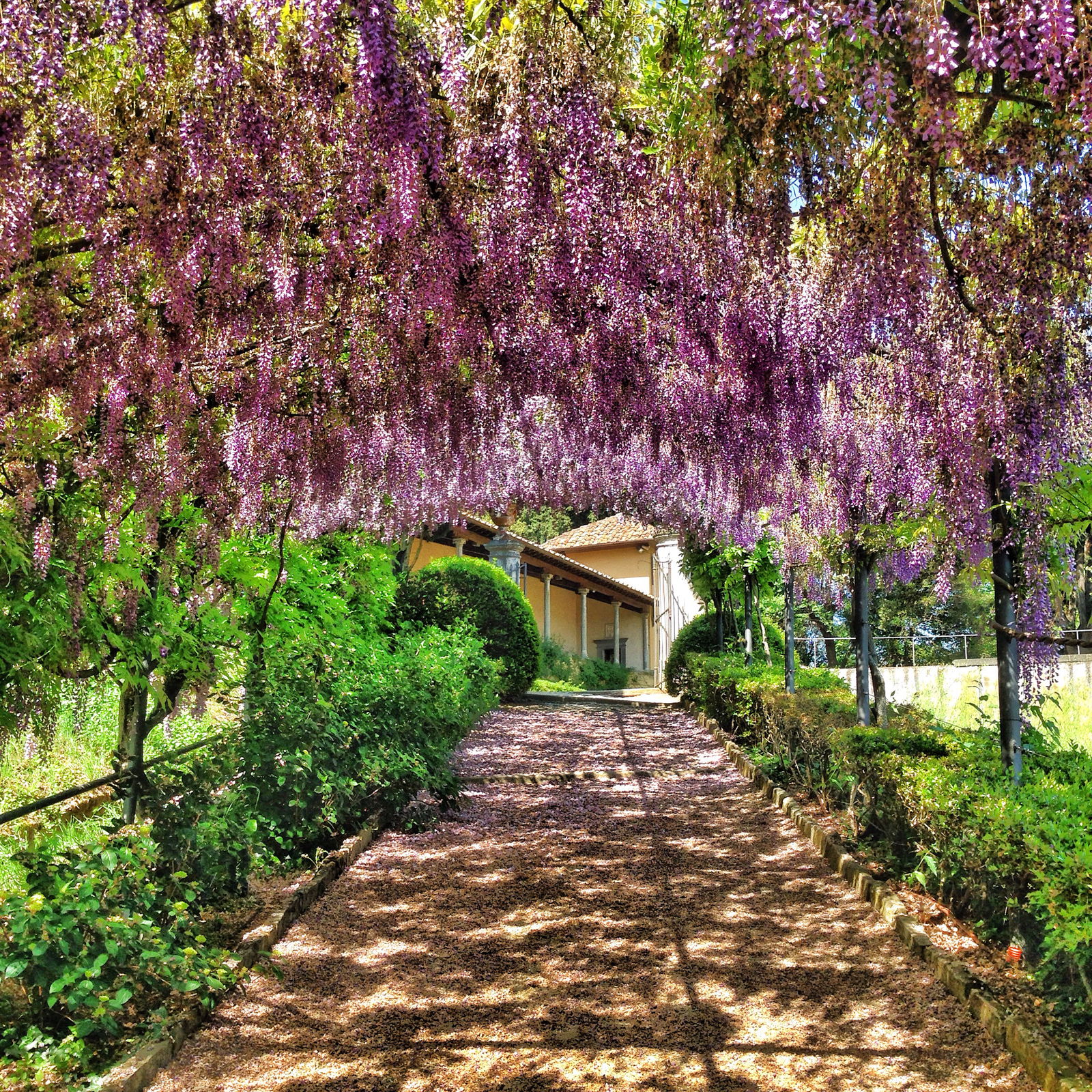 Bardini Gardens - Wisteria Tunnel