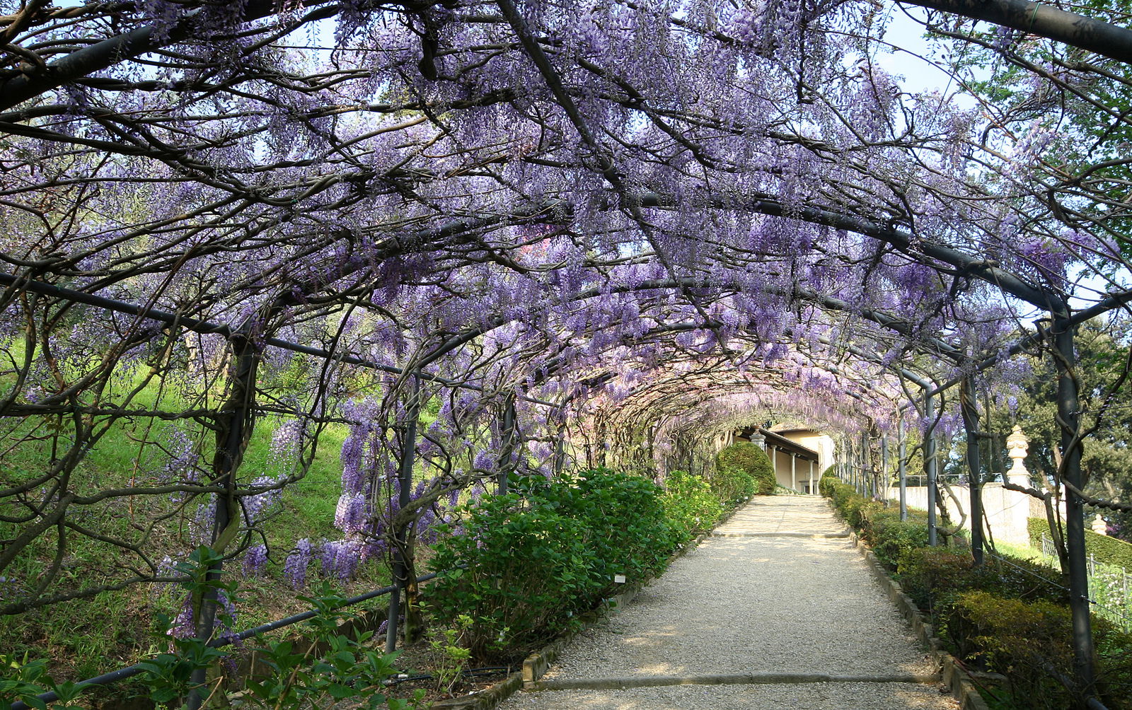 Wisteria Tunnel at Bardini Gardens