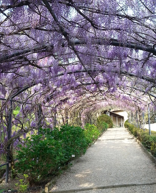 The Magical Bardini Gardens