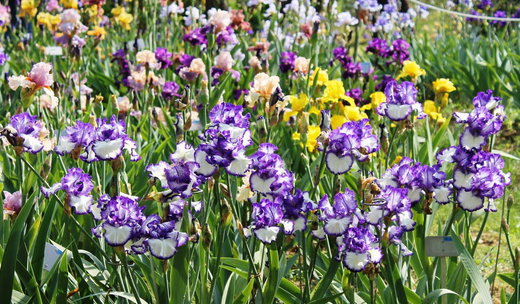 April in Tuscany: Food, Flowers and More