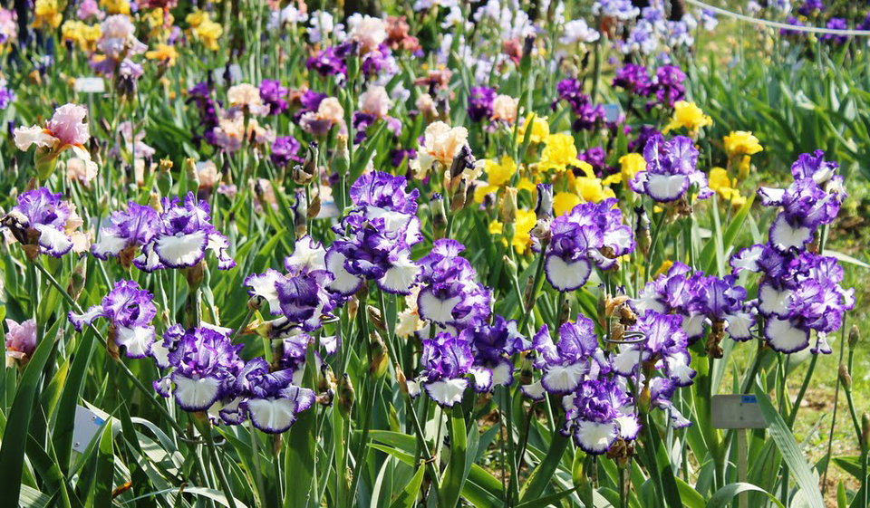 April in Tuscany: Food, Flowers and More