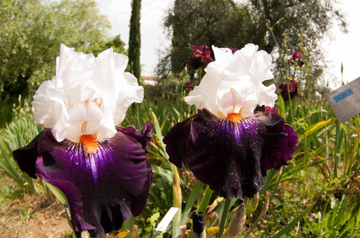 The 6 Best Florence Gardens to Explore