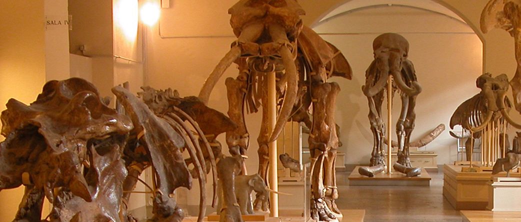 museum of naturalu history