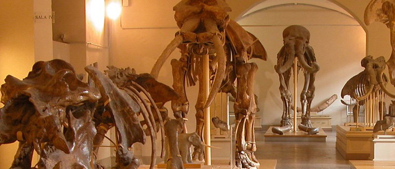 museum of naturalu history
