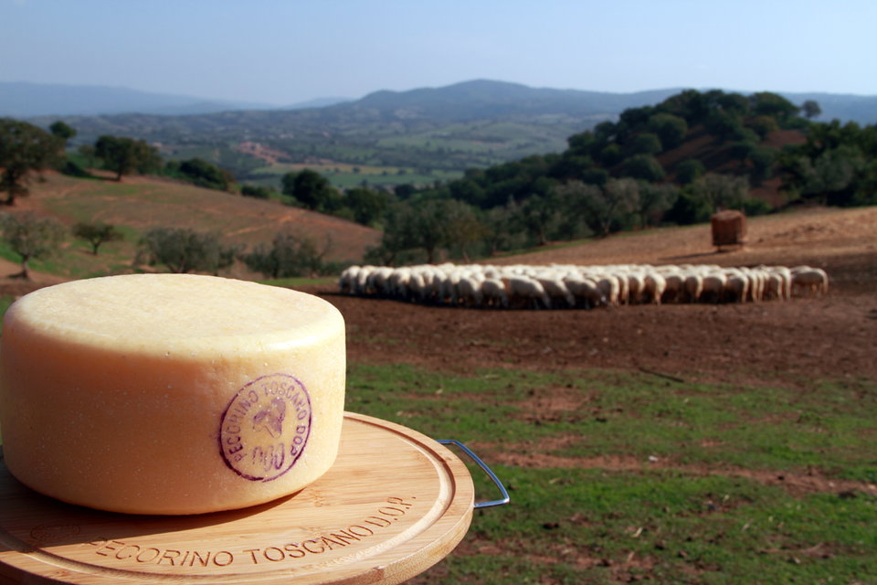 Pecorino Cheese in Tuscany