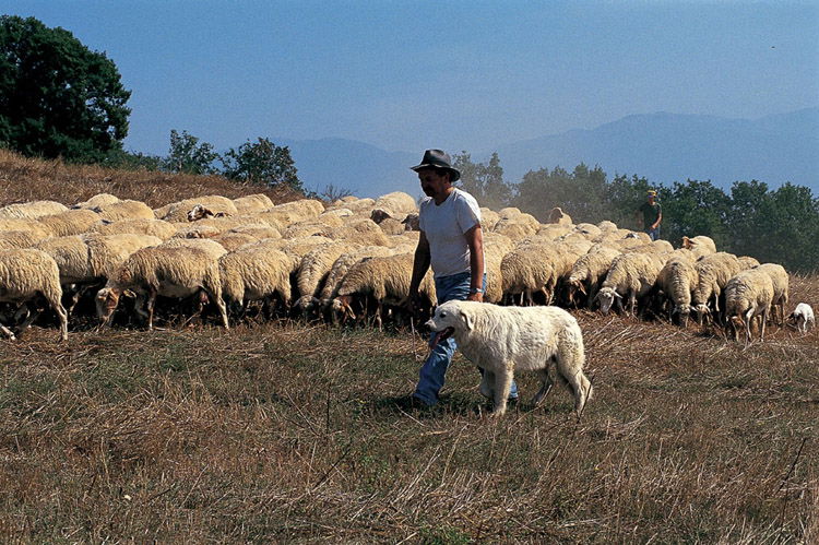 Pecorino cheese in the Maremma near Montecucco