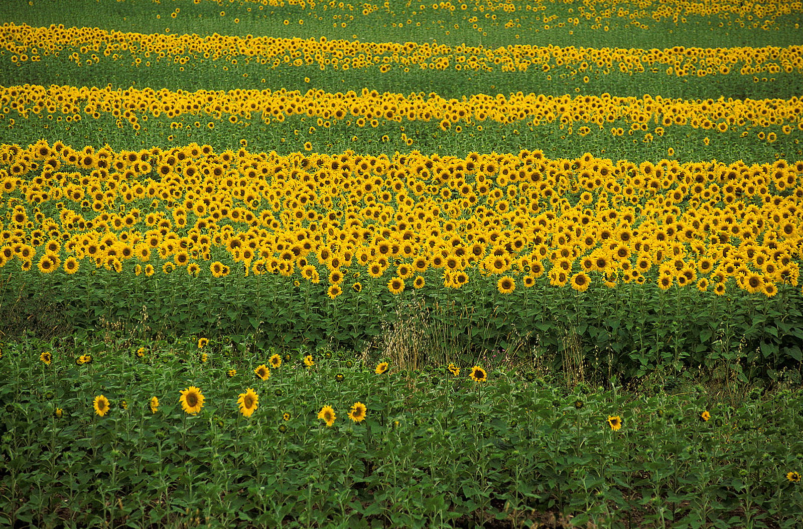 The beauty of Tuscany in July