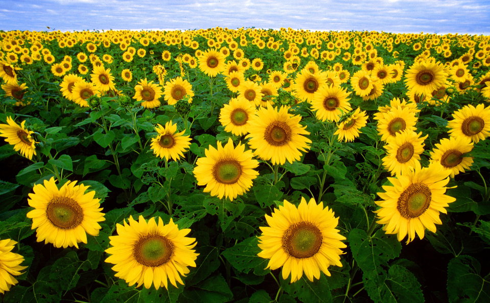 Hunting for Sunflowers in Tuscany