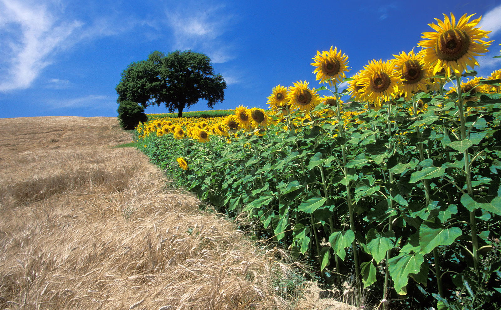 Fabulous Summer Tours to see Val d'Orcia