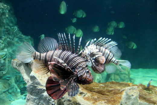 The Aquarium of Livorno