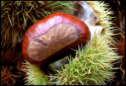 Chestnuts in Montecucco Maremma
