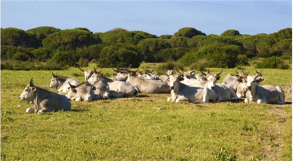 Maremmano Cattle in Maremma Tuscany