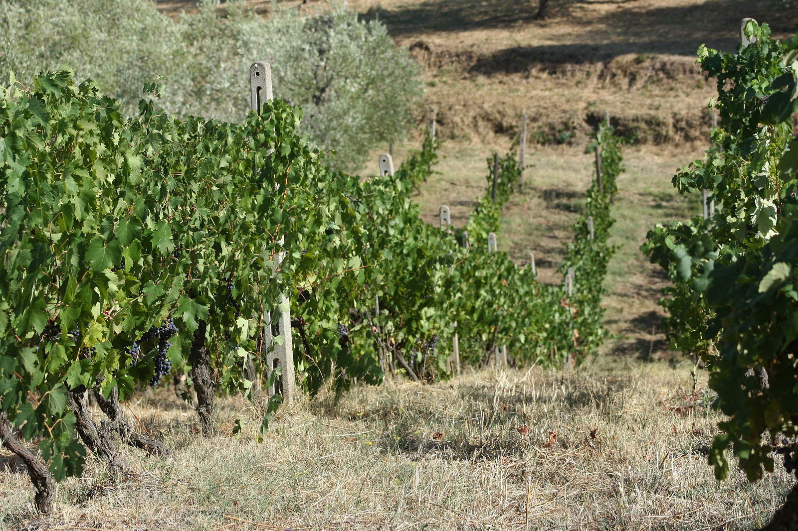 Montecucco DOC wines in Maremma on the Strada del VIno