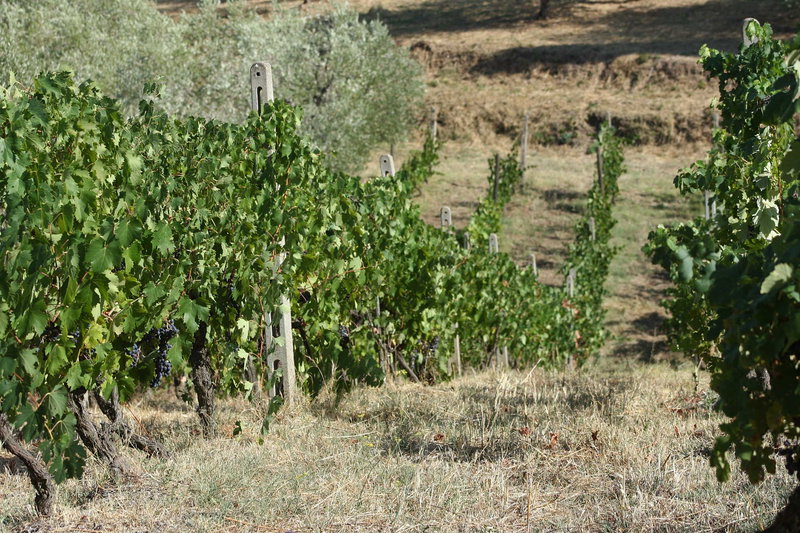 Montecucco DOC wines in Maremma on the Strada del VIno