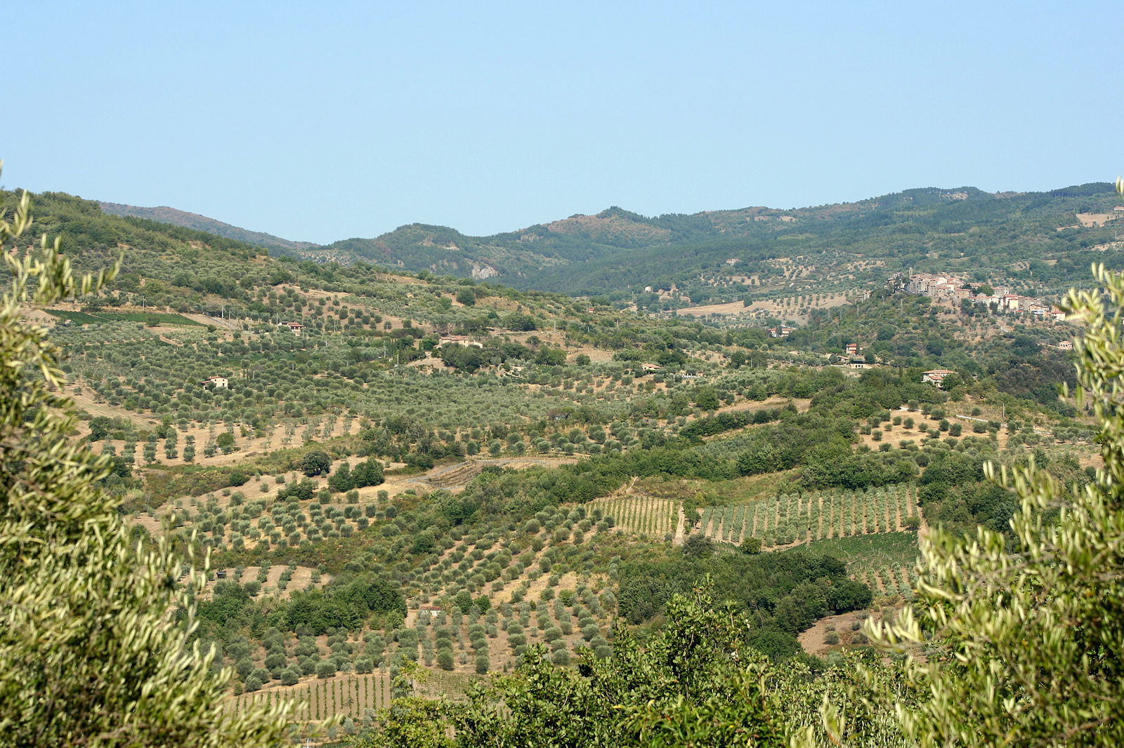 Lanscape with olive groves near Montenero and Seggiano in southern Tuscany, Maremma