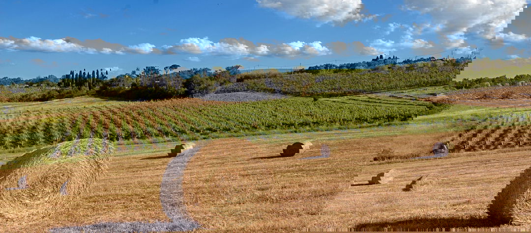 Vineyards di Fanetti in Montepulciano