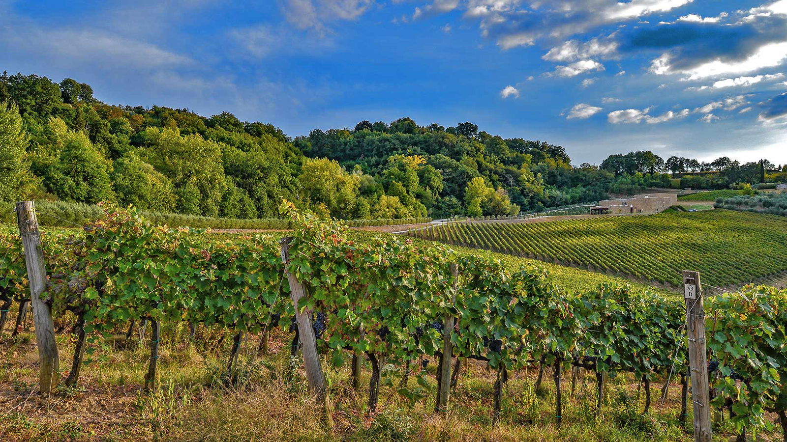 Vineyards of Icario in Montepulciano