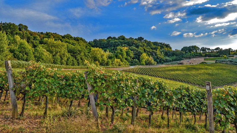 Vineyards of Icario in Montepulciano
