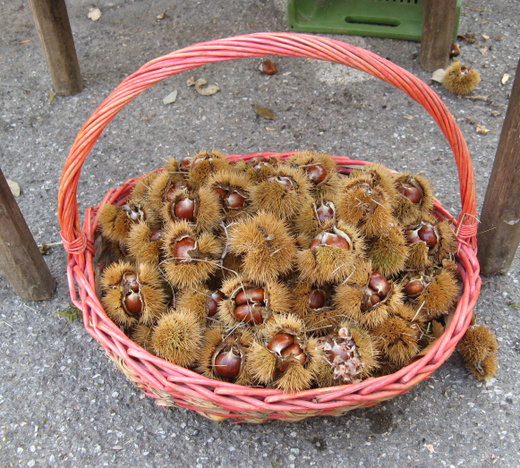 Chestnuts in Tuscany