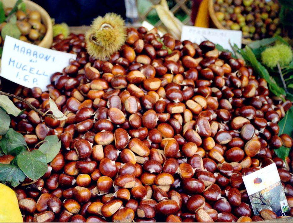 Chestnuts in Tuscany