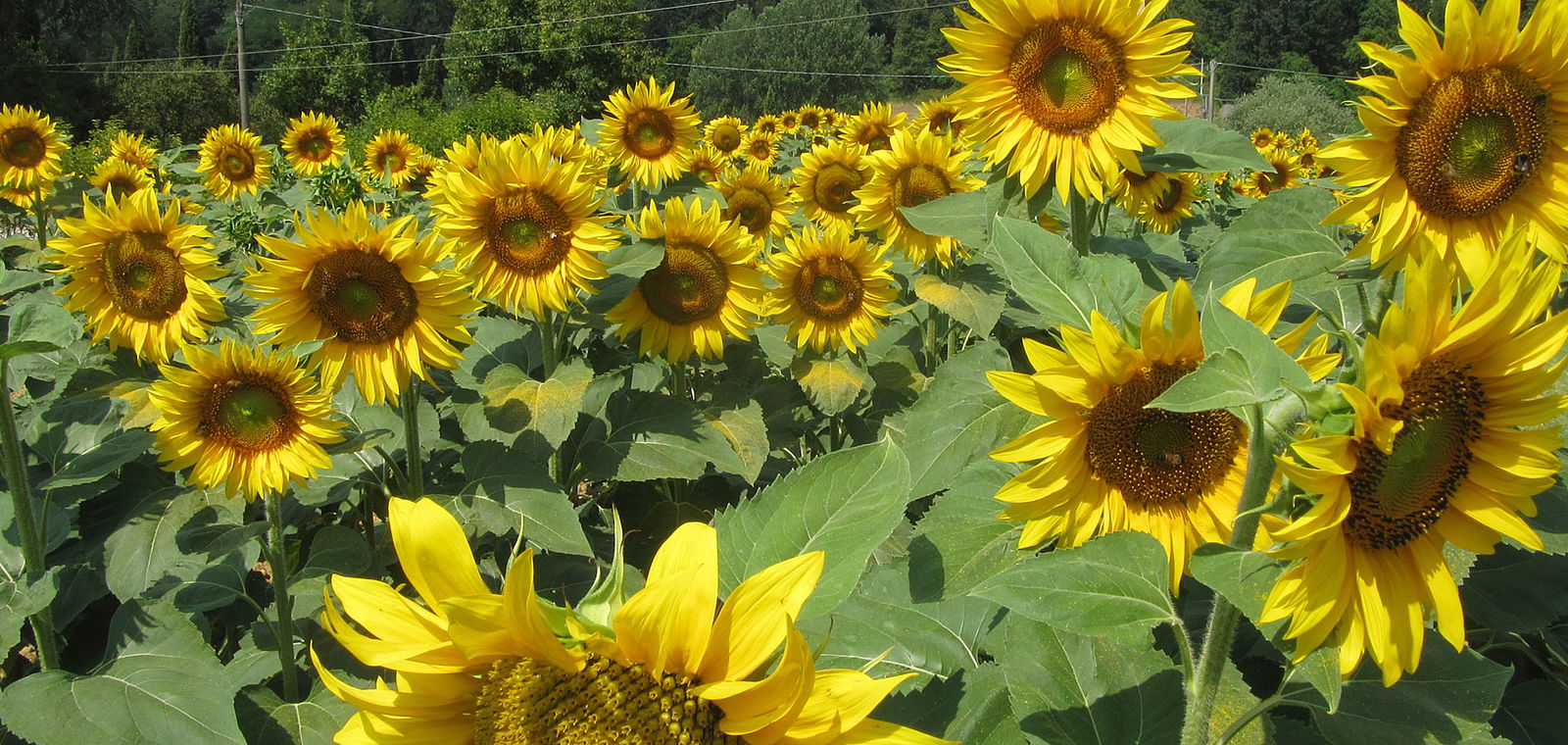 Agriturismo Fattoria i Ricci in Mugello Holiday Accommodations