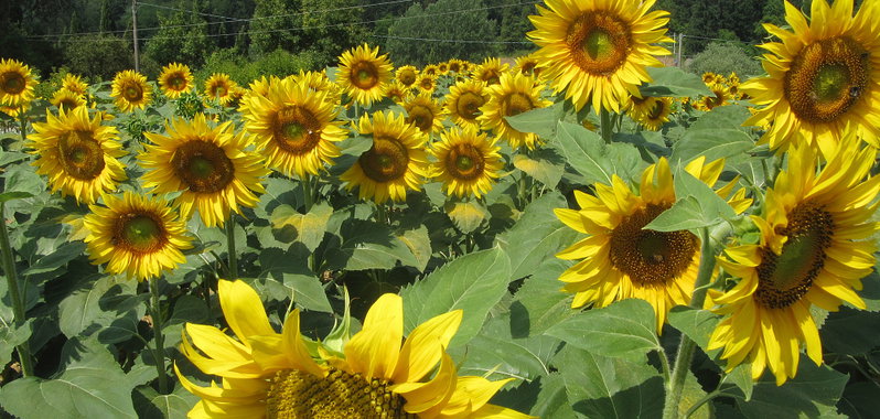 Agriturismo Fattoria i Ricci in Mugello Holiday Accommodations