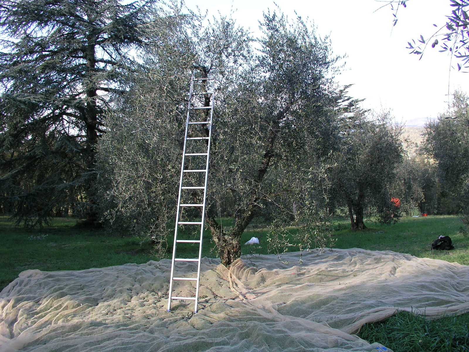 Extra Virgin Olive Oil: the harvest & recipes