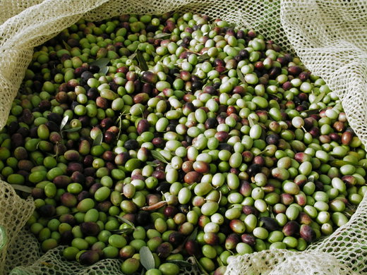 Discover Tuscany's extra virgin olive oil