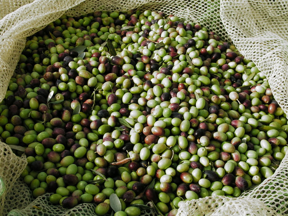 Discover Tuscany's extra virgin olive oil