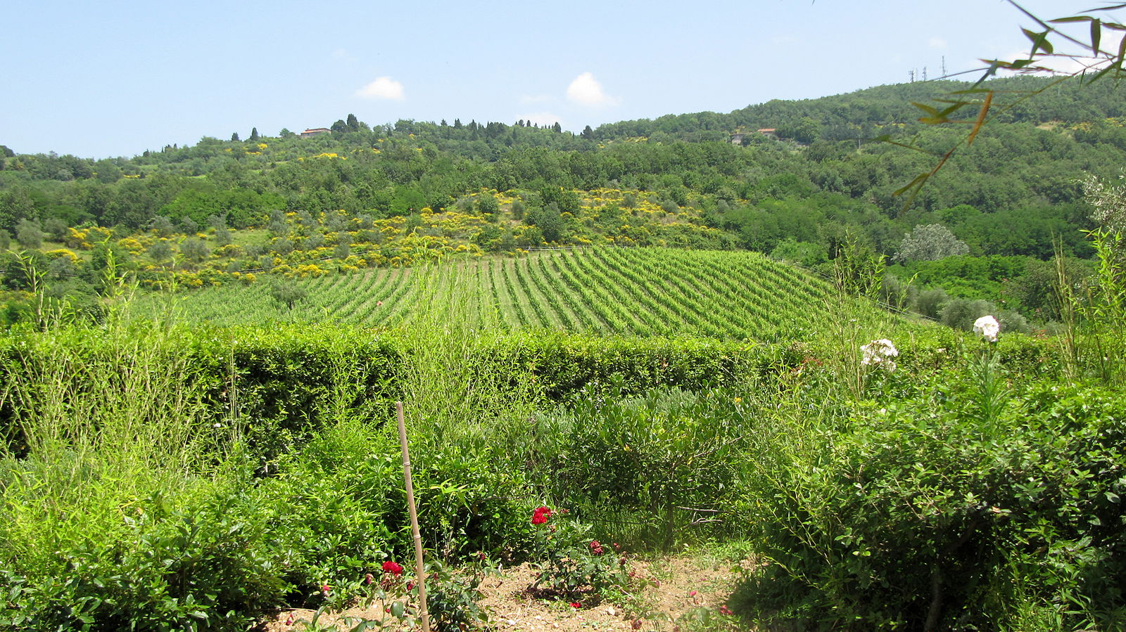 Vineyards in Mugello