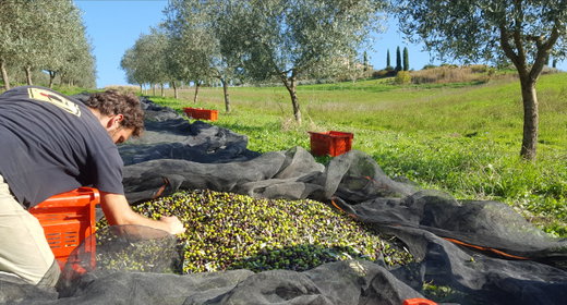 Tuscan Extra Virgin Olive Oil by Podere Cunina