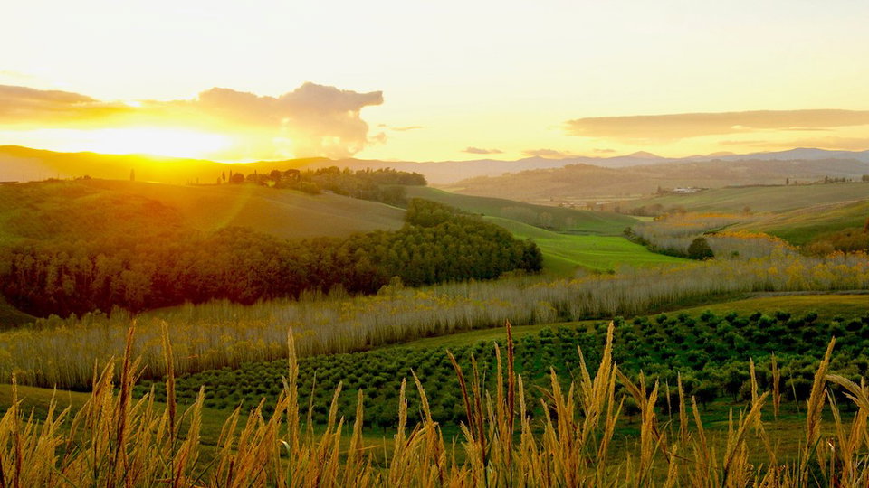 Tuscan Extra Virgin Olive Oil by Podere Cunina