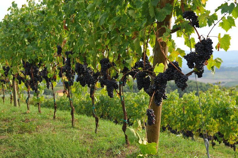 Podere La Madia offers a small family run wine tasting near Loro Ciuffenna